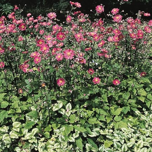 Herbst-Anemone 'Prinz Heinrich' rot, 3 Liter Topf von Kölle's Beste!