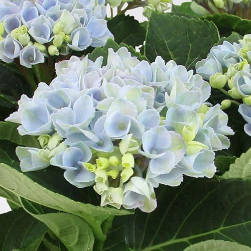 Hortensie 'Magical Revolution®' blau, Topf-Ø 14cm von Kölle's Beste!