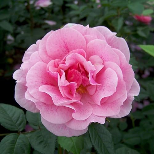 Kletterrose „Camelot®“ - rosa blühende, duftende ADR-Topfrose im 6 L Topf - frisch aus der Gärtnerei - Pflanzen-Kölle Gartenrose von Kölle's Beste!