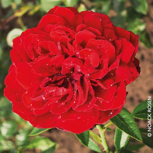 Kletterrose „Belkano" (Premium) - samtrot blühende Topfrose im 6 L Topf - frisch aus der Gärtnerei - Pflanzen-Kölle Gartenrose von Kölle's Beste!