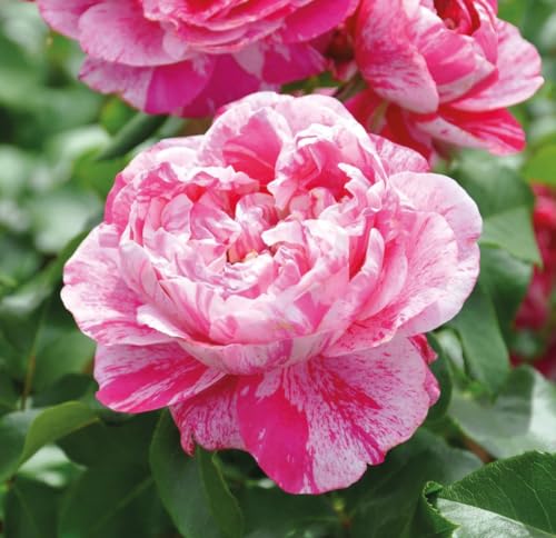 Kletterrose ’Colibri Fabfestival®‘ ist eine zweifarbige, duftende Rose. Die gefüllten Blüten sind pink-weiß gestreift und haben eine nostalgische Form. Im 6 Liter Topf. von Kölle's Beste!