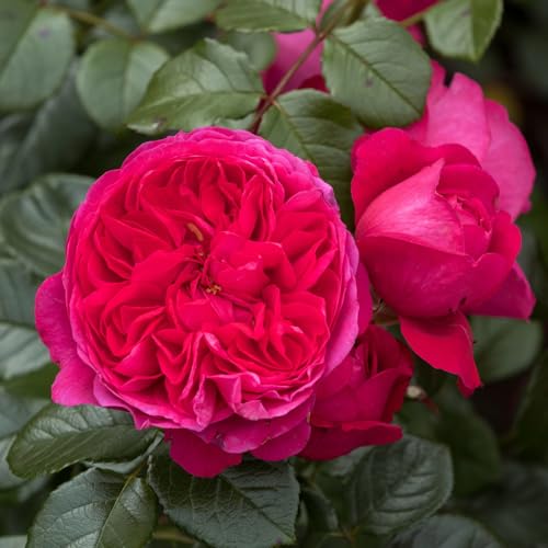 Kletterrose 'Deep Love'®, rot-violett, Topf 5 Liter von Kölle's Beste!