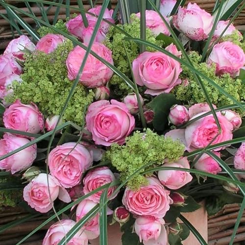 Kletterrose „Mini Eden Rose®“ - hellrosa blühende Topfrose im 6 L Topf - frisch aus der Gärtnerei - Pflanzen-Kölle Gartenrose von Kölle's Beste!