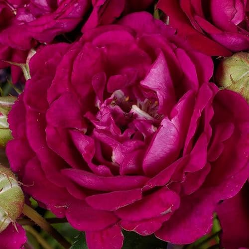 Kletterrose „Rosengarten Zweibrücken" (Premium) - purpur-violett blühende Topfrose im 6 L Topf - frisch aus der Gärtnerei - Pflanzen-Kölle Gartenrose von Kölle's Beste!