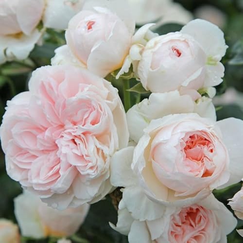 Kletterrose ‘Sabrina ®`ist eine cremeweiß blühende und duftende ADR-Topfrose. Frisch aus der eigenen Gärtnerei mit kräftige Triebe und dichten Wurzeln. Im 6 Liter Topf. von Kölle's Beste!
