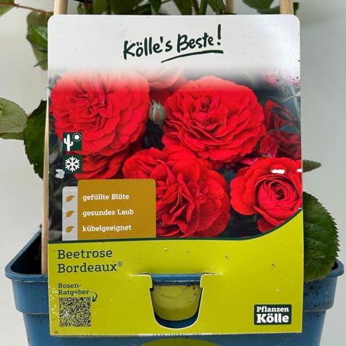 Kölles Beste Beetrose 'Bordeaux®', weinrot, Topf 5 Liter, 4 Pflanzen von Kölle's Beste!