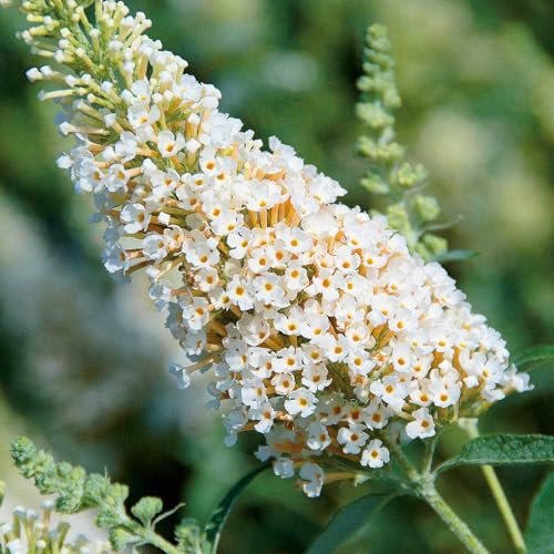 Kölles Beste Buddleja davidii BUZZ™ 'Ivory'(s), weiß, Topf 5 l von Kölle's Beste!