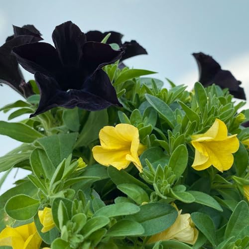 Petunie/Zauberglöckchen 'Duo' schwarz-gelb, Topf-Ø 14 cm, 4er-Set von Kölle's Beste!