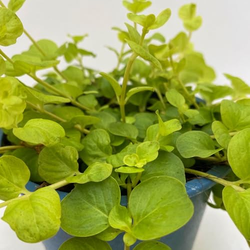 Pfennigkraut 'Goldilocks' gelb, Topf-Ø 12 cm, 3er-Set von Kölle's Beste!