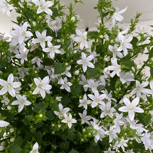 Polster-Glockenblume 'Adansa® White' weiß, Topf-Ø 15 cm, 3er-Set von Kölle's Beste!