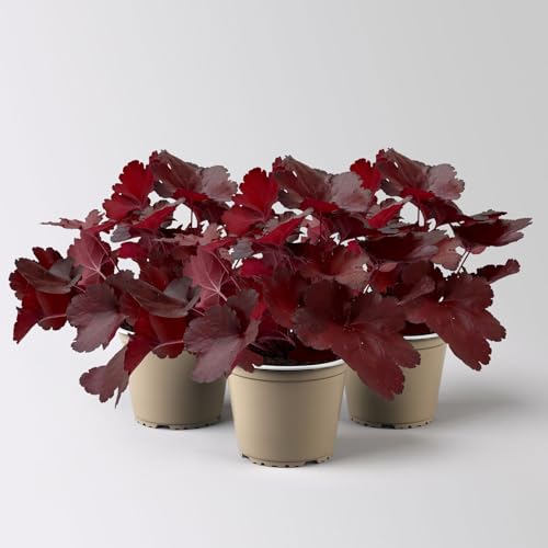 Purpurglöckchen 'Fire Alarm', Topf-Ø 12 cm, 3er-Set von Kölle's Beste!