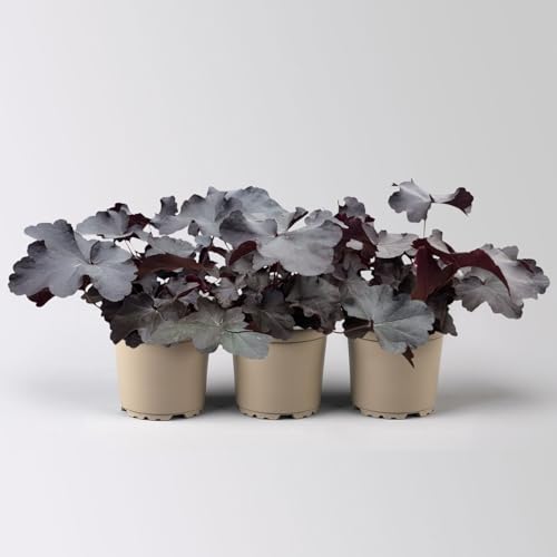 Purpurglöckchen 'Obsidian®' schwarz, Topf-Ø 12 cm, 3er-Set von Kölle's Beste!