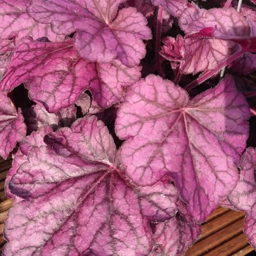 Purpurglöckchen 'Wild Rose' violett, Topf-Ø 12 cm, 3er-Set von Kölle's Beste!
