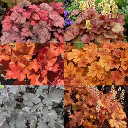 Purpurglöckchen rot-braunlaubig, Topf-Ø 12 cm, 3er-Set von Kölle's Beste!