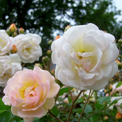 Ramblerrose „Ghislaine de Feligonde" (Premium) - zartlachsgelb blühende Topfrose, im 6 L Topf - frisch aus der Gärtnerei - Pfllanzen-Kölle Gartenrose von Kölle's Beste!