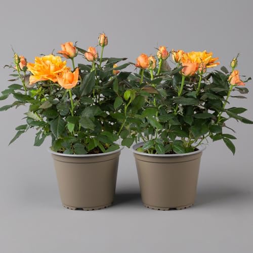 Rose orange, Topf-Ø 14 cm, 2er-Set von Kölle's Beste!