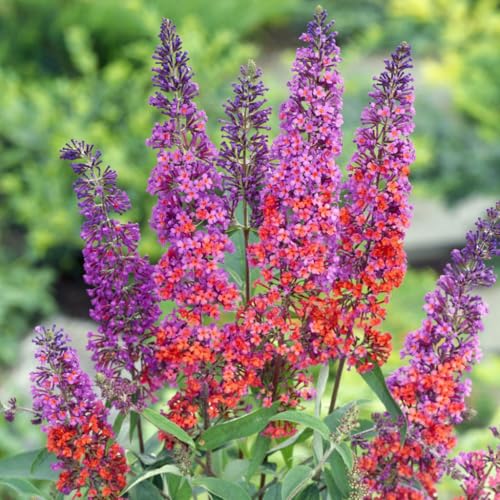 Schmetterlingsflieder 'Bicolor', blau-tieforange, Höhe ca 30-60cm, Topf 5 Liter Schmetterlingsflieder 'Bicolor', blau-tieforange, Höhe ca 30-60cm, Topf 5 Liter von Kölle's Beste!