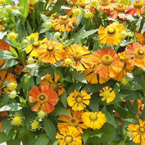 Sonnenbraut 'Helias Orange' orange, Höhe 80 cm, Topf 3 Liter Sonnenbraut 'Helias Orange' orange, Höhe 80 cm, Topf 3 Liter von Kölle's Beste!