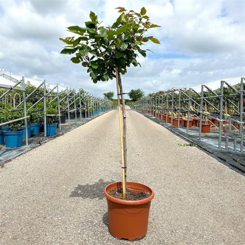 Stammrose 'Augusta Luise®', Edelrose, Stammhöhe 60cm im 7,5 Liter Topf von Kölle's Beste!
