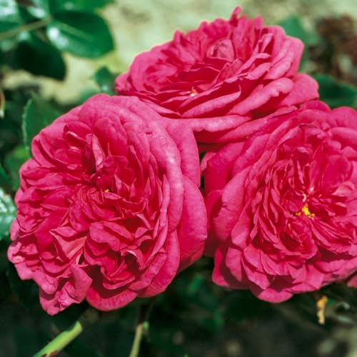 Stammrose 'Kölle's Rosensymphonie'®, Edelrose, Stammhöhe 60 cm im 7,5 Liter Topf von Kölle's Beste!
