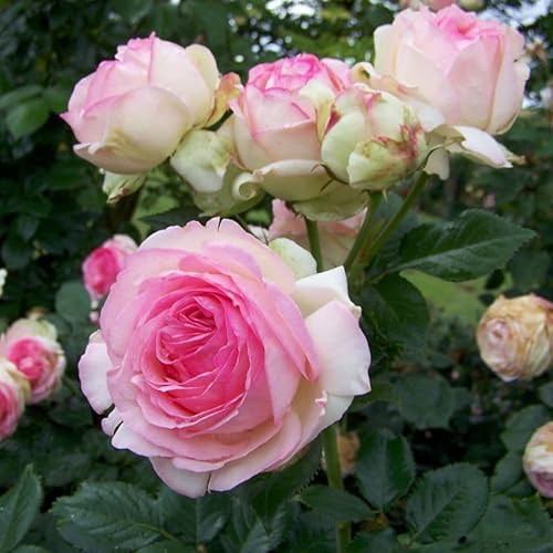 Strauchrose „Eden Rose®“ - Hellrosa blühende Topfrose im 6 L Topf - frisch aus der Gärtnerei - Pflanzen-Kölle Gartenrose von Kölle's Beste!