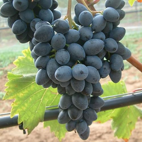 Tafeltraube 'Georg®' blau - Traubenrebe für den Garten - 1 Traubenpflanze von Pflanzen-Kölle im 3 Liter Topf - Vitis vinifera Georg von Kölle's Beste!