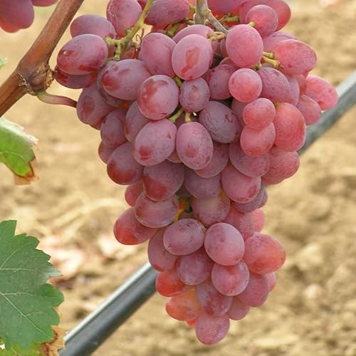 Tafeltraube 'Katharina®' rot - Traubenrebe für den Garten - 1 Traubenpflanze von Pflanzen-Kölle im 3 Liter Topf - Vitis vinifera Katharina von Kölle's Beste!