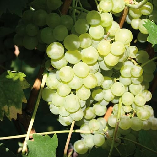 Tafeltraube 'Millenium®' weiß - kernlose Traubenrebe für den Garten - 1 Traubenpflanze von Pflanzen-Kölle im 3 Liter Topf - Vitis vinifera Millenium von Kölle's Beste!