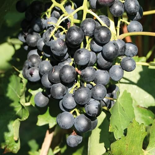 Tafeltraube 'New York Muskat®' blaue Traubenrebe für den Garten - 1 Traubenpflanze von Pflanzen-Kölle im 3 Liter Topf - Vitis vinifera New York Muskat von Kölle's Beste!