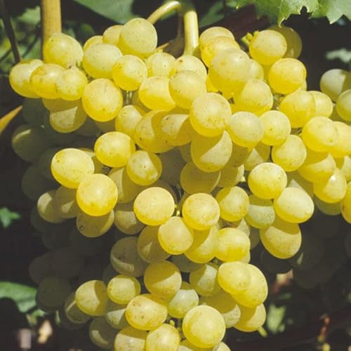 Tafeltraube 'Palatina®' weiß – Traubenrebe für den Garten - 1 Traubenpflanze von Pflanzen-Kölle im 3 Liter Topf - Vitis vinifera Palatina von Kölle's Beste!