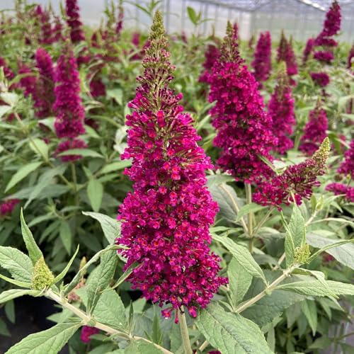 Zwerg-Schmetterlingsstrauch, Buddleja davidii BUZZ™ 'Wine'(s), Topf 5 Liter von Kölle's Beste!