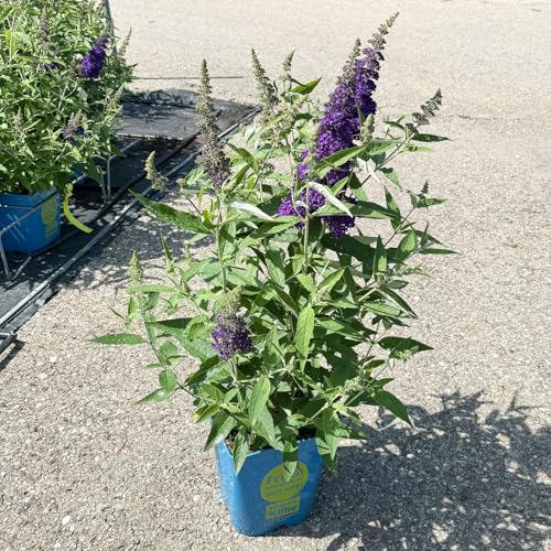 Zwerg-Sommerflieder, Buddleja davidii BUZZ™ 'Midnight'(s), schwarzblau, Topf 5 l von Kölle's Beste!