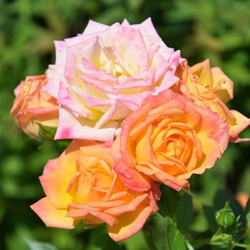 Zwergrose „Little Sunset" - gelb mit rotem Rand blühende Topfrose, im 3 L Topf - frisch aus der Gärtnerei - Pflanzen-Kölle Gartenrose von Kölle's Beste!