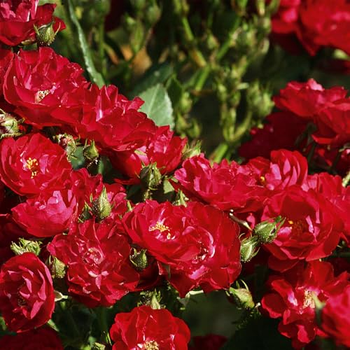 Zwergrose 'Alberich', rot, halbgefüllte Blüten, Topf 3 Liter von Kölle's Beste!
