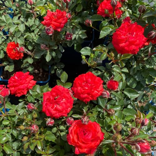 Zwergrose 'Zwergenfee 09®', orange-rot, Topf 3 Liter, 4 Pflanzen von Kölle's Beste!