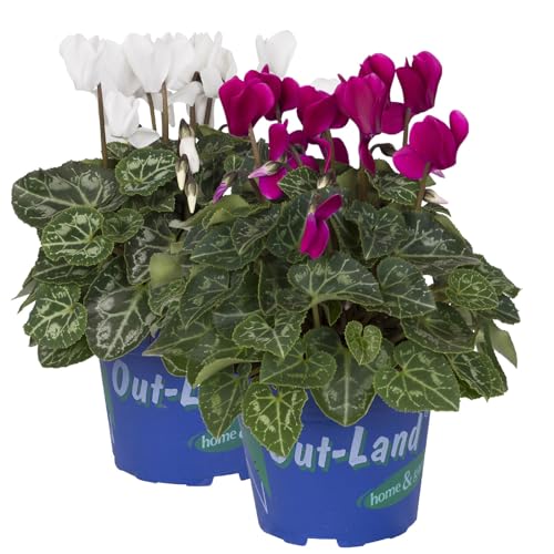 Alpenveilchen 'Outland', weiß/lila, Topf-Ø 10,5 cm, 6er-Set von Kölle