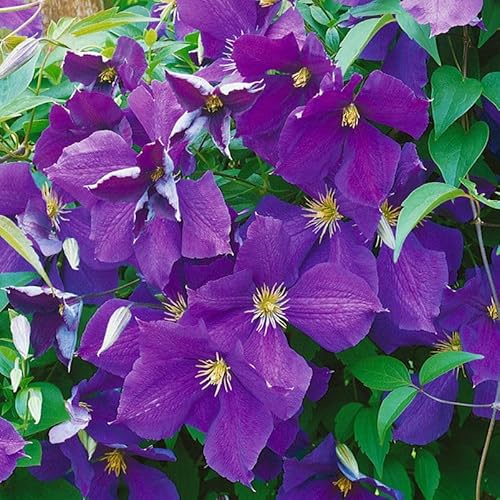 Clematis "Jackmanii", 2er-Set, blauviolett, Höhe 60-80 cm, Topf 2 Liter von Kölle