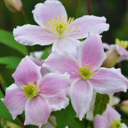 Clematis 'Mayleen', 2er-Set, rosa, duftend, Höhe 60-80 cm, Topf 2 Liter von Kölle