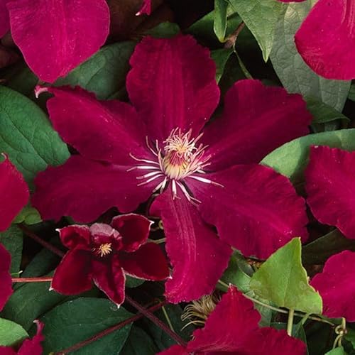Clematis 'Rouge Cardinal', 2er-Set, rot, Höhe 60-80 cm, Topf 2 Liter von Kölle