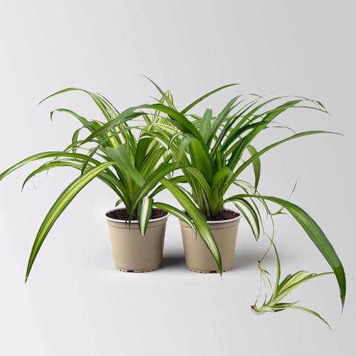Grünlilie 'Hawaiian', Topf-Ø 12 cm, 2 Pflanzen Grünlilie 'Hawaiian', Topf-Ø 12 cm, 2 Pflanzen von Kölle