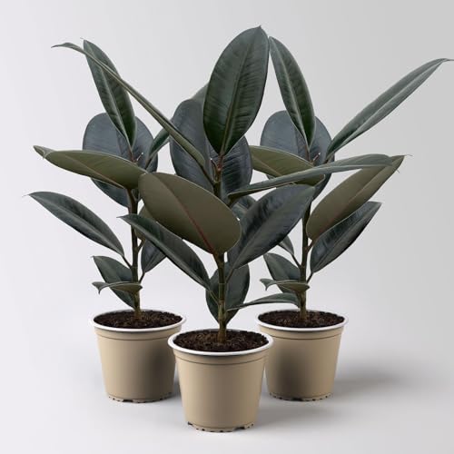 Gummibaum, Ficus 'Abidjan', Topf-Ø 12 cm, 3 Pflanzen von Kölle