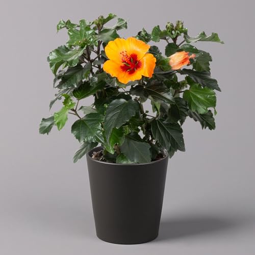 Hibiskus, Graff® 'Petit Orange', mit Keramiktopf Dallas anthrazit, Topf-Ø 13 cm von Kölle
