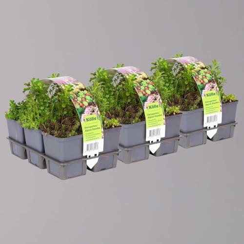 Sedum in verschiedenen Sorten im Mix-Set, Topf 7x7 cm, 2x 6 Pflanzen von Kölle