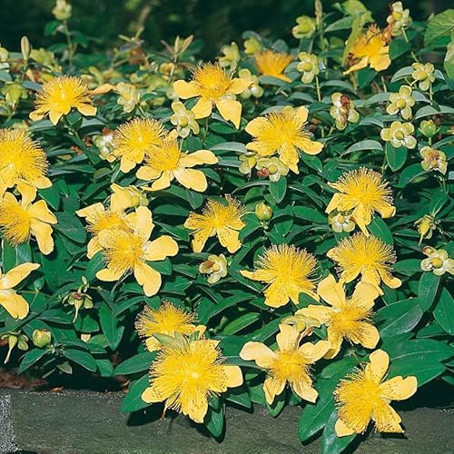 Teppich-Johanniskraut "Rose von Sharon" - Hypericum calycinum "Rose von Sharon" - leuchtend gelb blühende Bienenstaude im 9 cm Topf - frisch aus der Gärtnerei - Pflanzen-Kölle Gartenstaude von Kölle
