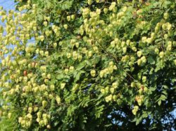 Blasenbaum / Blasenesche, 100-125 cm, Koelreuteria paniculata, Containerware XXL von Koelreuteria paniculata