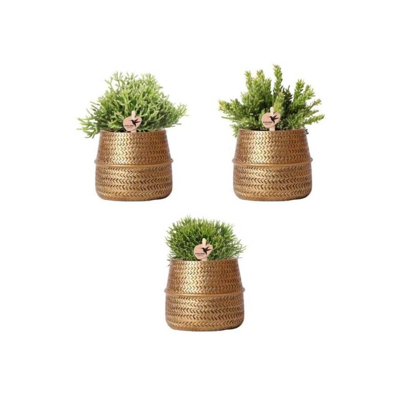 Kolibri Greens Pflanzenset Mit 3 Rhipsalis-Mischungen Inkl. Keramik-Ziertöpfe Topfgröße 9cm von Kolibri Greens