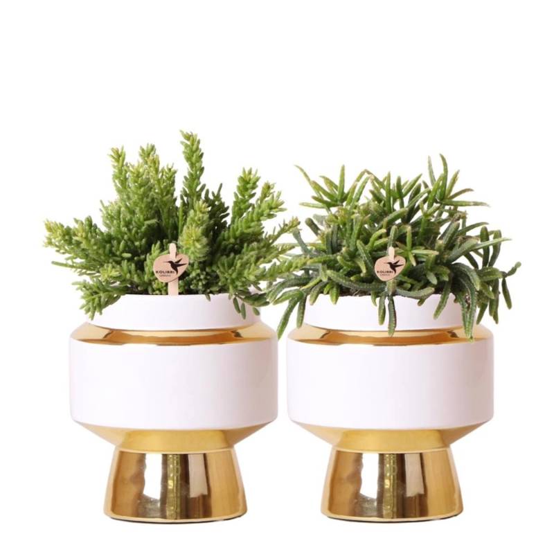 Kolibri Greens Rhipsalis Satz Von 2 Pflanzen In Gold Le Chic Dekorative Töpfe Keramik Topf Größe 9cm von Kolibri Greens