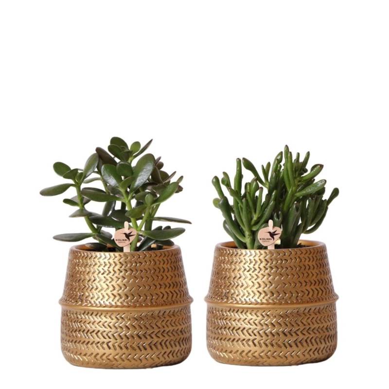 Kolibri Greens Sukkulenten 2Er-Set Pflanzen In Dekorativen Töpfen Mit Goldener Rille Keramik-Topfgröße 9cm von Kolibri Greens