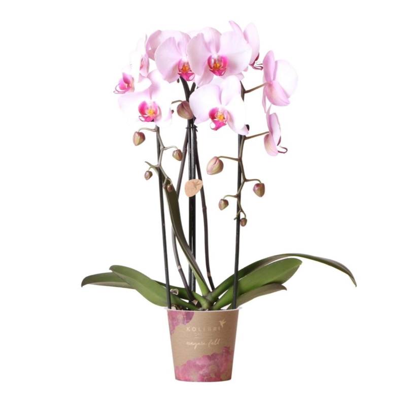 Kolibri Orchideen Rosa Phalaenopsis Orchidee Niagara Fall Topfgröße 12cm von Kolibri