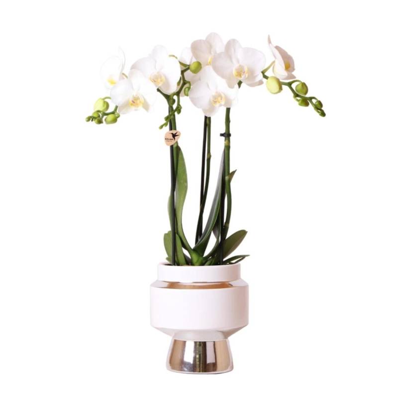 Kolibri Orchideen Weiße Phalaenopsis Orchidee Amabilis & Le Chic Deko Topf Silber Topfgröße 9cm 40cm Hoch von Kolibri